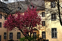 Mandelbaum vor dem Franziskanerkloster