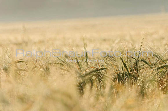 Getreide am Erprathsweg